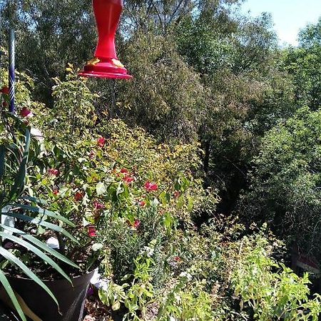 Charming Sunny Bedroom Overlooking Beautiful Amsterdam Avenue In Best Condesa Area Mexico City Ngoại thất bức ảnh